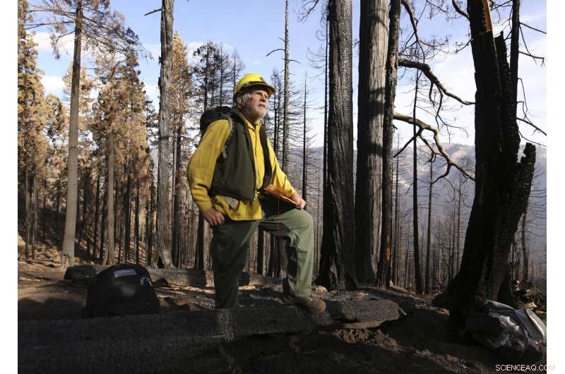 Wildfires Devastate One-Fifth of Giant Sequoia Trees