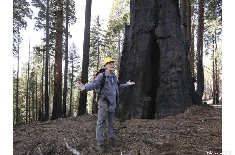 Wildfires Devastate One-Fifth of Giant Sequoia Trees