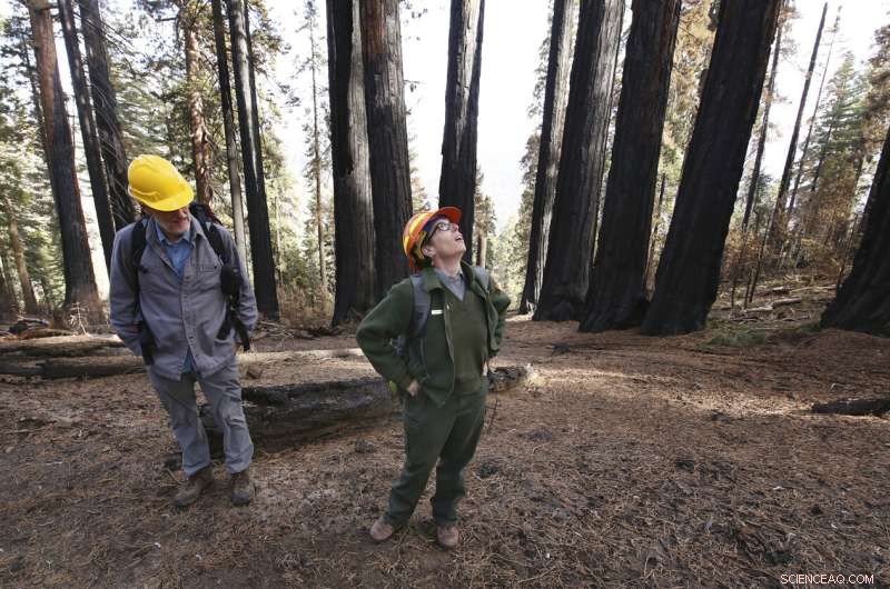 Wildfires Devastate One-Fifth of Giant Sequoia Trees