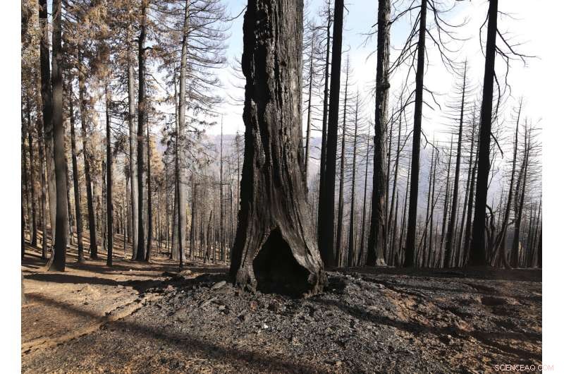 Wildfires Devastate One-Fifth of Giant Sequoia Trees