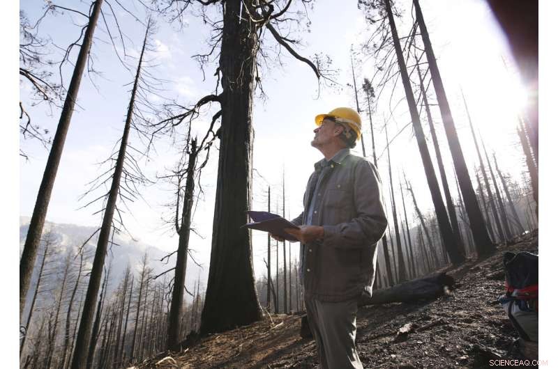 Wildfires Devastate One-Fifth of Giant Sequoia Trees