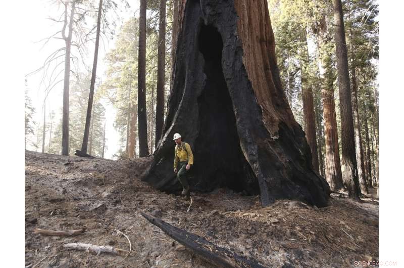 Wildfires Devastate One-Fifth of Giant Sequoia Trees