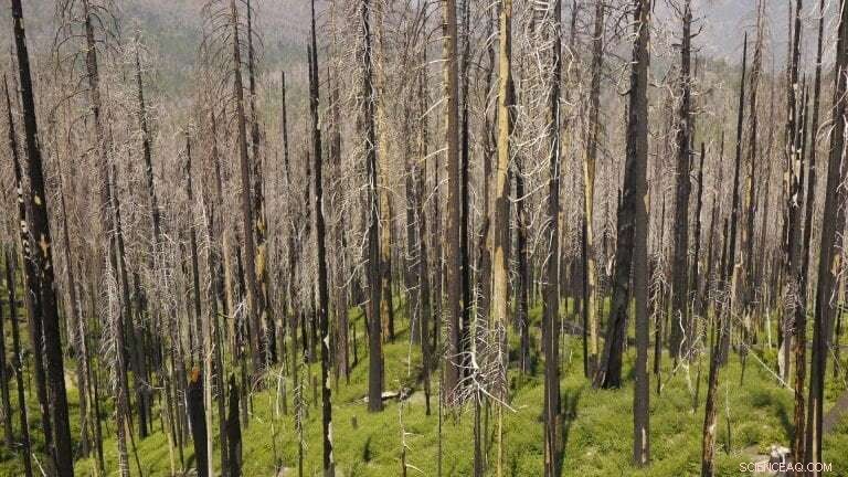 Sierra Nevada Wildfires Expected to Rise as Temperatures Increase