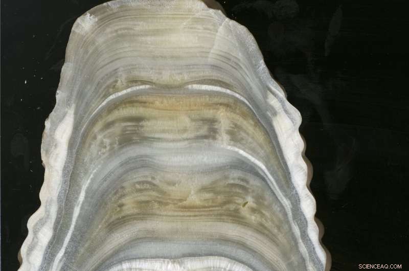 Stalagmites Reveal Long‑Term Monsoon Patterns