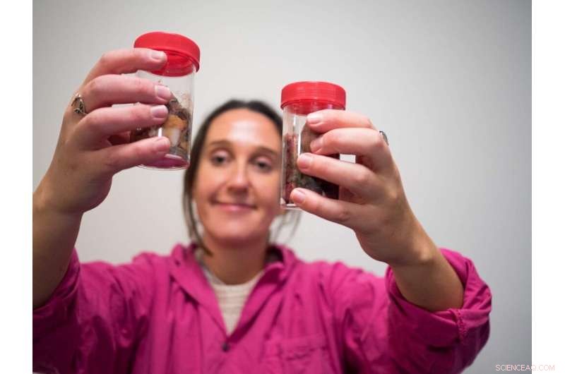 Microplastic Contamination Found in 35% of Southern Australian Fish