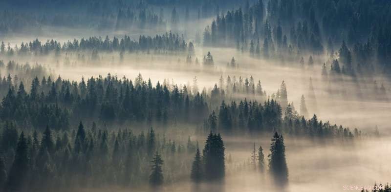 Why Markets Alone Cannot Shape Carbon Removal Strategies