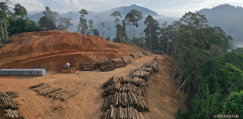 Deforestation Raises Local Temperatures by 4.5 °C and Affects Nearby Areas 6 km Away