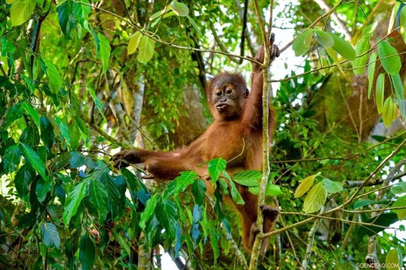 Deforestation Raises Local Temperatures by 4.5 °C and Affects Nearby Areas 6 km Away