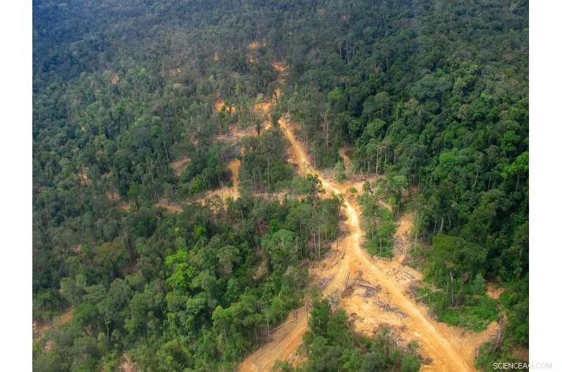 Deforestation Raises Local Temperatures by 4.5 °C and Affects Nearby Areas 6 km Away