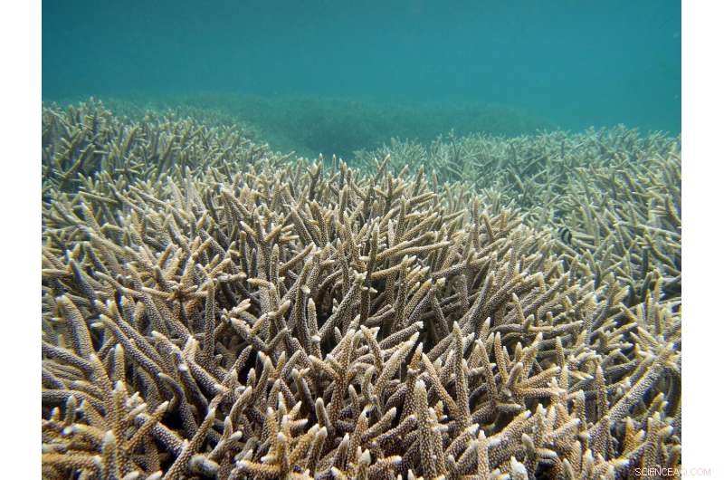 Climate Change Threatens Ocean Habitats, Undermining Marine Protected Areas