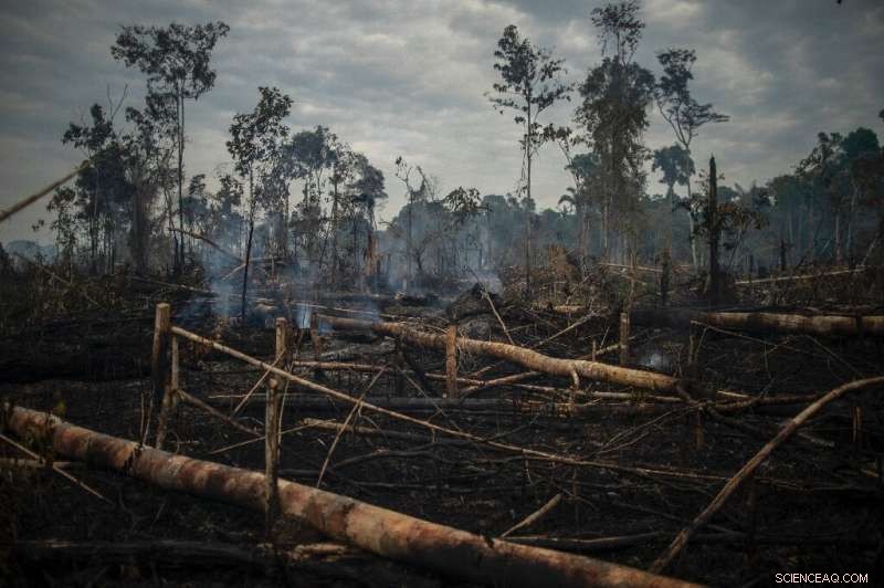 Amazon Deforestation Reaches New Monthly Record in Brazil Amid Climate Summit Commitments