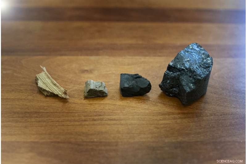 New Study Reveals Microbes Drive Early Coal Formation