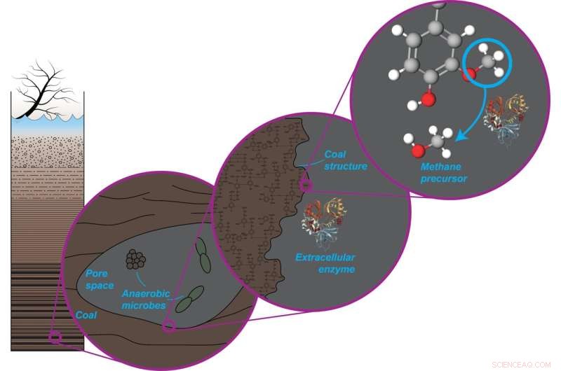 New Study Reveals Microbes Drive Early Coal Formation