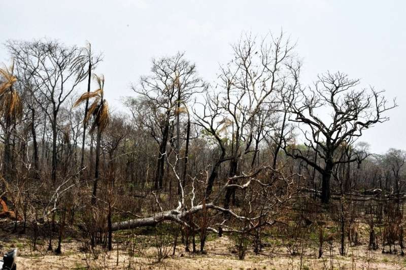 Bolivia’s Forests Under Fire: Climate Change Threatens Millions of Hectares