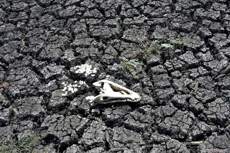 Bolivia’s Forests Under Fire: Climate Change Threatens Millions of Hectares