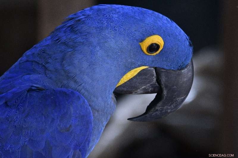 Bolivia’s Forests Under Fire: Climate Change Threatens Millions of Hectares