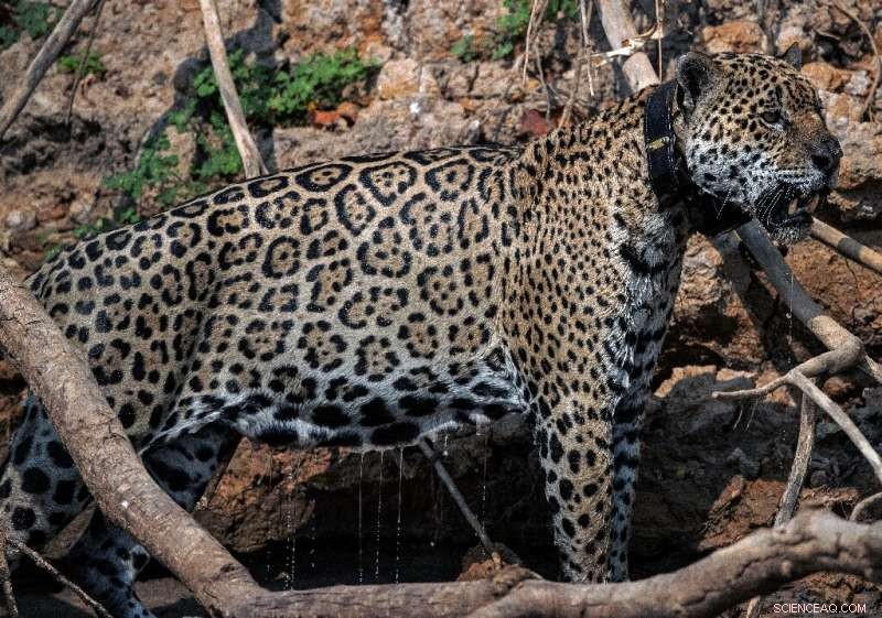 Amazon Deforestation Endangers Jaguars & Giant Eagles – Urgent Conservation Call