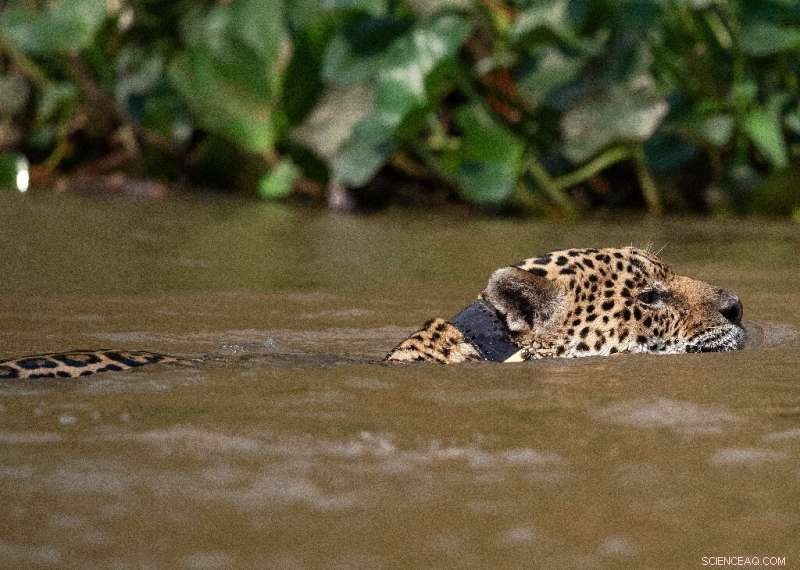 Amazon Deforestation Endangers Jaguars & Giant Eagles – Urgent Conservation Call