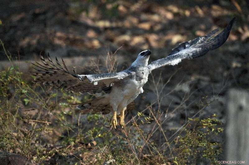 Amazon Deforestation Endangers Jaguars & Giant Eagles – Urgent Conservation Call