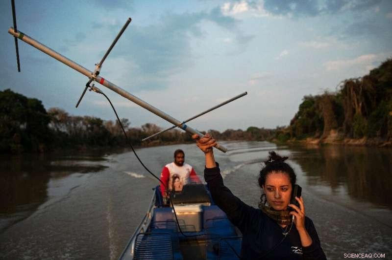 Amazon Deforestation Endangers Jaguars & Giant Eagles – Urgent Conservation Call