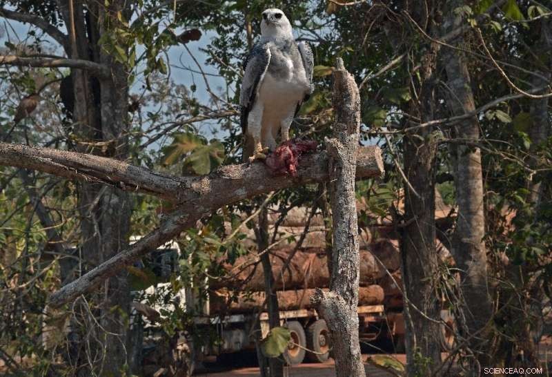 Amazon Deforestation Endangers Jaguars & Giant Eagles – Urgent Conservation Call