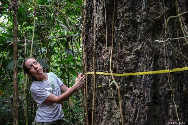 Scientists Warn: The Amazon is Essential for Life on Earth