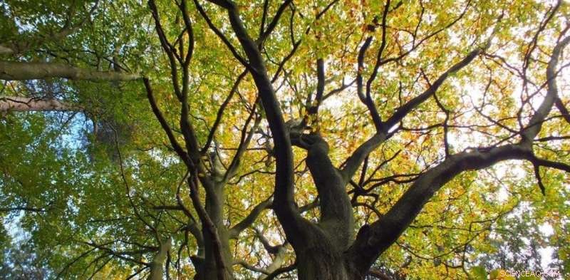 Harnessing Nature’s Power to Strengthen the UK’s Climate Action