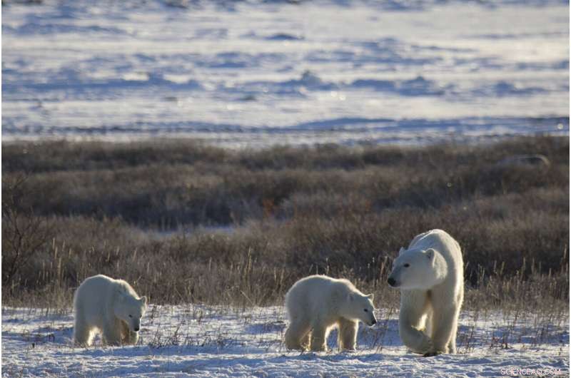 Arctic Warming: Impact on Sea Ice & Polar Bears Explained