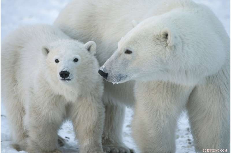 Arctic Warming: Impact on Sea Ice & Polar Bears Explained