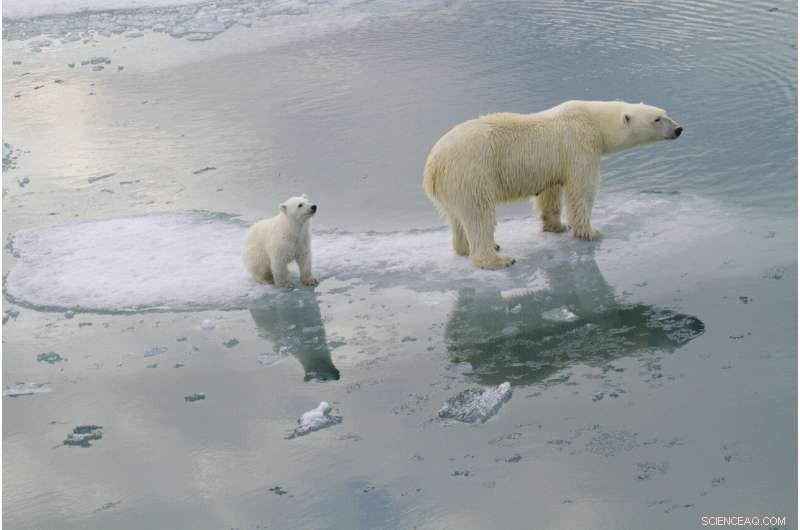 Arctic Warming: Impact on Sea Ice & Polar Bears Explained