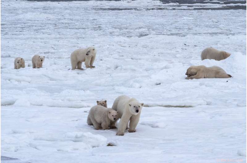 Arctic Warming: Impact on Sea Ice & Polar Bears Explained