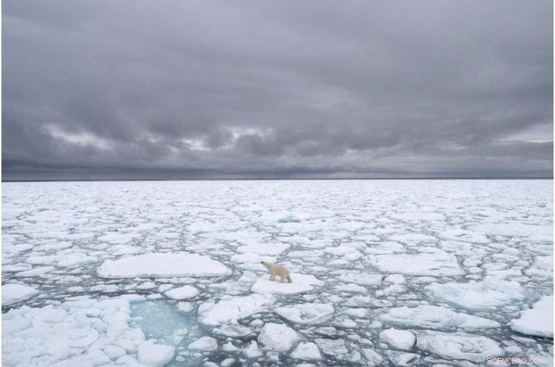 Arctic Warming: Impact on Sea Ice & Polar Bears Explained