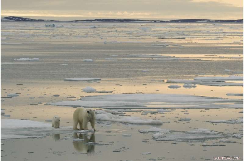 Arctic Warming: Impact on Sea Ice & Polar Bears Explained