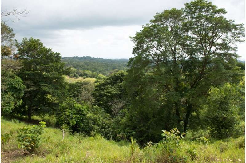 Secondary Forests Rejuvenate Freshwater Quality in Degraded Landscapes