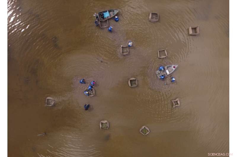 Restoring Mexico s Mangroves Protects Coasts and Sequesters Carbon