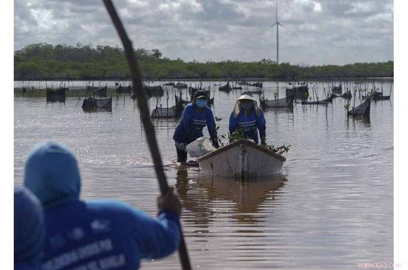 Restoring Mexico s Mangroves Protects Coasts and Sequesters Carbon