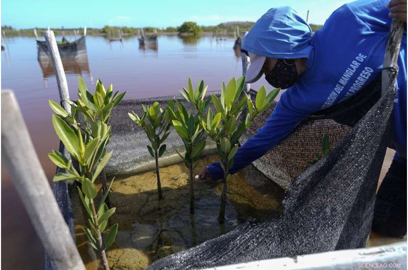 Restoring Mexico s Mangroves Protects Coasts and Sequesters Carbon