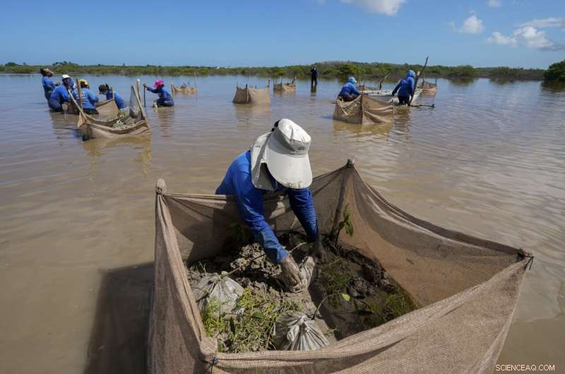 Restoring Mexico s Mangroves Protects Coasts and Sequesters Carbon