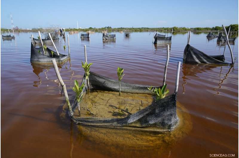 Restoring Mexico s Mangroves Protects Coasts and Sequesters Carbon