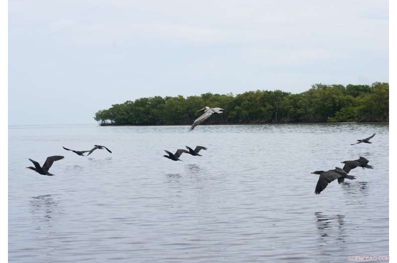Restoring Mexico s Mangroves Protects Coasts and Sequesters Carbon