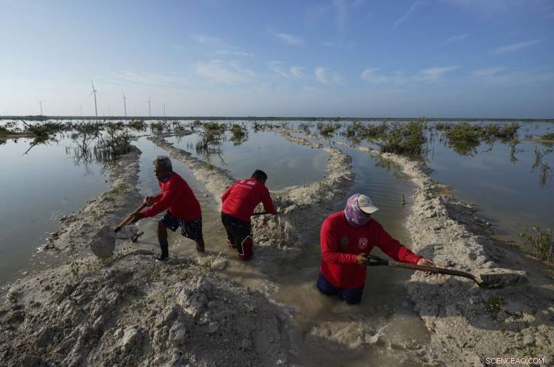 Restoring Mexico s Mangroves Protects Coasts and Sequesters Carbon
