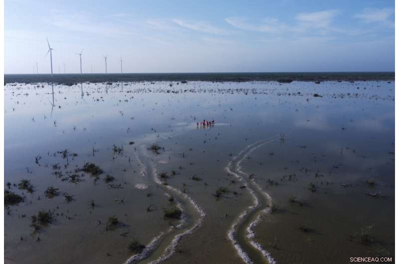 Restoring Mexico s Mangroves Protects Coasts and Sequesters Carbon