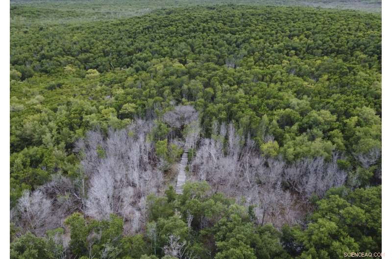 Restoring Mexico s Mangroves Protects Coasts and Sequesters Carbon