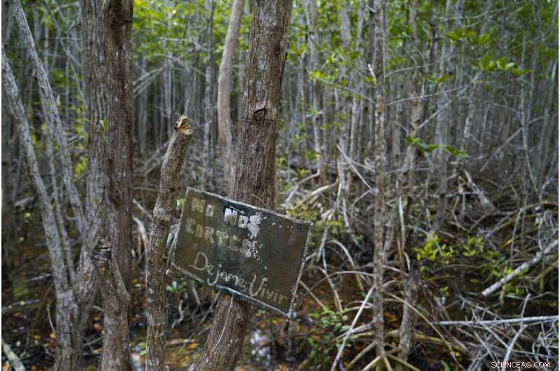 Restoring Mexico s Mangroves Protects Coasts and Sequesters Carbon