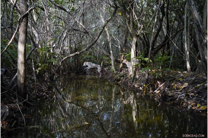 Restoring Mexico s Mangroves Protects Coasts and Sequesters Carbon