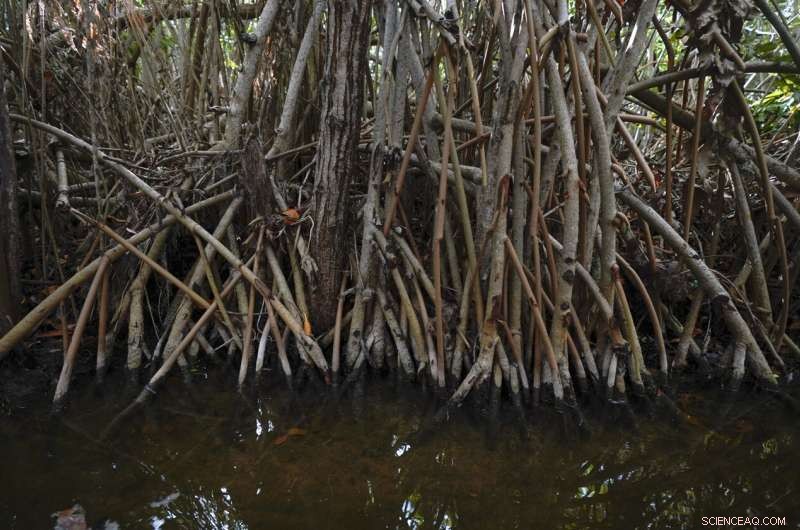 Restoring Mexico s Mangroves Protects Coasts and Sequesters Carbon