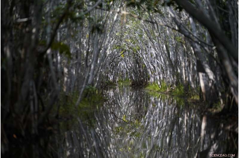 Restoring Mexico s Mangroves Protects Coasts and Sequesters Carbon