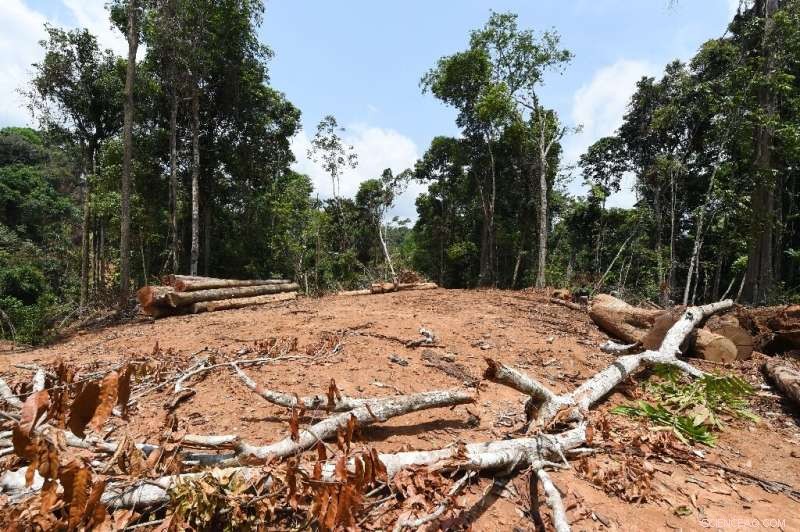 Amazon Rainforest on the Edge: The Urgent Impact of Deforestation and Climate Change