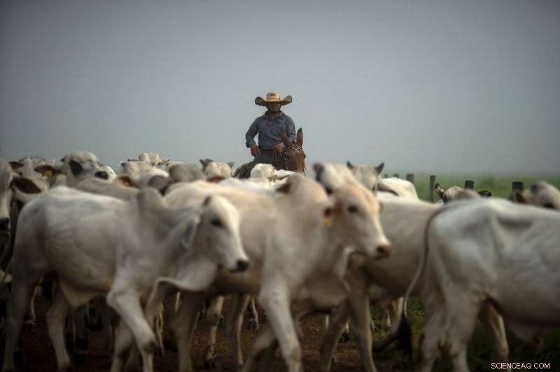 Amazon Rainforest on the Edge: The Urgent Impact of Deforestation and Climate Change