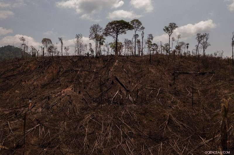 Amazon Rainforest on the Edge: The Urgent Impact of Deforestation and Climate Change